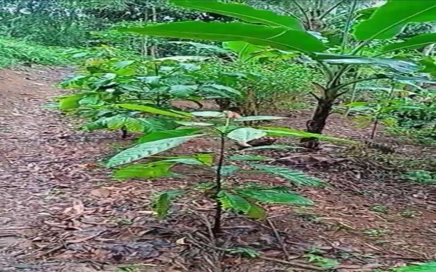 Kebun Kopi 2
